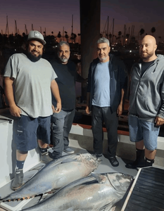 Tuna Fishing In California 